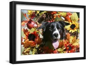 Border Collie 57-Bob Langrish-Framed Photographic Print