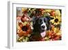 Border Collie 57-Bob Langrish-Framed Photographic Print