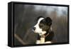 Border Collie 73-Bob Langrish-Framed Stretched Canvas