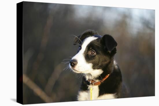 Border Collie 73-Bob Langrish-Stretched Canvas