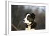 Border Collie 73-Bob Langrish-Framed Photographic Print