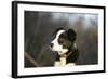 Border Collie 73-Bob Langrish-Framed Photographic Print