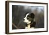 Border Collie 73-Bob Langrish-Framed Photographic Print