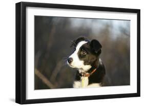 Border Collie 73-Bob Langrish-Framed Photographic Print