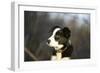 Border Collie 73-Bob Langrish-Framed Photographic Print