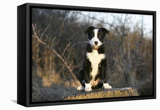 Border Collie 74-Bob Langrish-Framed Stretched Canvas