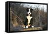 Border Collie 74-Bob Langrish-Framed Stretched Canvas