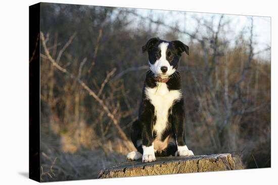 Border Collie 74-Bob Langrish-Stretched Canvas