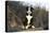 Border Collie 74-Bob Langrish-Stretched Canvas