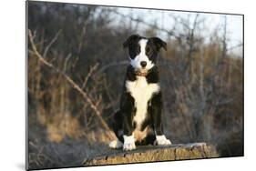 Border Collie 74-Bob Langrish-Mounted Photographic Print