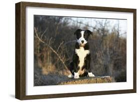 Border Collie 74-Bob Langrish-Framed Photographic Print