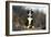 Border Collie 74-Bob Langrish-Framed Photographic Print