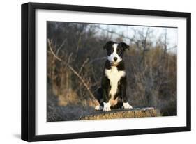 Border Collie 74-Bob Langrish-Framed Photographic Print