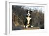 Border Collie 74-Bob Langrish-Framed Photographic Print