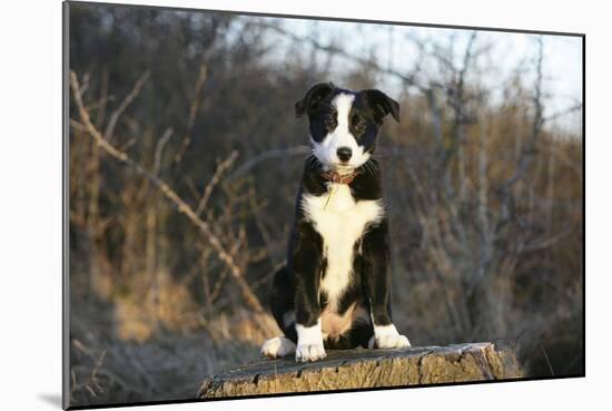 Border Collie 74-Bob Langrish-Mounted Photographic Print