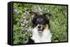 Border Collie 84-Bob Langrish-Framed Stretched Canvas