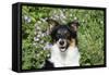 Border Collie 84-Bob Langrish-Framed Stretched Canvas