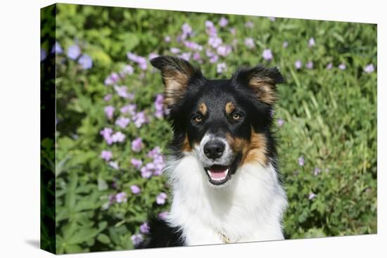 Border Collie 84-Bob Langrish-Stretched Canvas