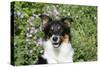 Border Collie 84-Bob Langrish-Stretched Canvas