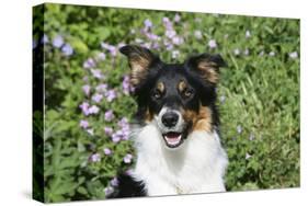 Border Collie 84-Bob Langrish-Stretched Canvas