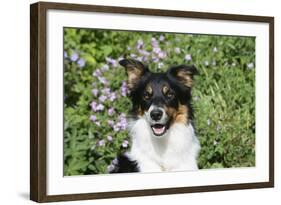 Border Collie 84-Bob Langrish-Framed Photographic Print