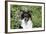 Border Collie 84-Bob Langrish-Framed Photographic Print