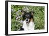 Border Collie 84-Bob Langrish-Framed Photographic Print