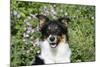 Border Collie 84-Bob Langrish-Mounted Photographic Print