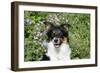 Border Collie 84-Bob Langrish-Framed Photographic Print