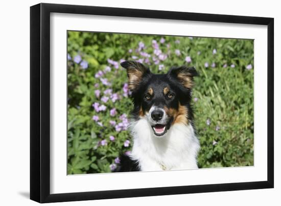 Border Collie 84-Bob Langrish-Framed Photographic Print