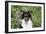 Border Collie 84-Bob Langrish-Framed Photographic Print