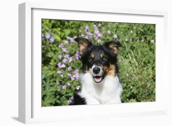 Border Collie 84-Bob Langrish-Framed Photographic Print