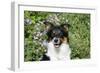 Border Collie 84-Bob Langrish-Framed Photographic Print