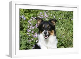 Border Collie 84-Bob Langrish-Framed Photographic Print