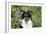 Border Collie 84-Bob Langrish-Framed Photographic Print