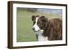 Border Collie 86-Bob Langrish-Framed Photographic Print