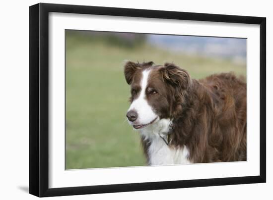 Border Collie 86-Bob Langrish-Framed Photographic Print