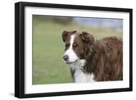 Border Collie 86-Bob Langrish-Framed Photographic Print