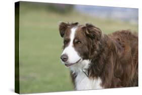 Border Collie 86-Bob Langrish-Stretched Canvas