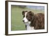 Border Collie 86-Bob Langrish-Framed Photographic Print