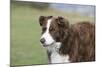 Border Collie 86-Bob Langrish-Mounted Photographic Print