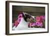 Border Collie 90-Bob Langrish-Framed Photographic Print