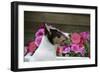 Border Collie 90-Bob Langrish-Framed Photographic Print