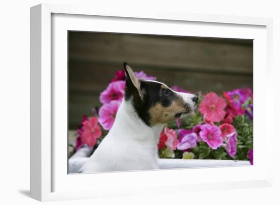 Border Collie 90-Bob Langrish-Framed Photographic Print