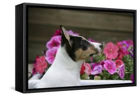 Border Collie 90-Bob Langrish-Framed Stretched Canvas