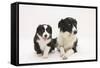 Border Collie Adult and Puppy-Mark Taylor-Framed Stretched Canvas