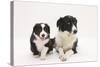Border Collie Adult and Puppy-Mark Taylor-Stretched Canvas