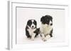 Border Collie Adult and Puppy-Mark Taylor-Framed Photographic Print