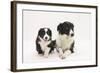 Border Collie Adult and Puppy-Mark Taylor-Framed Photographic Print