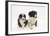 Border Collie Adult and Puppy-Mark Taylor-Framed Photographic Print